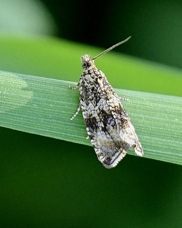 orthotaenia undulana